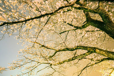 Low angle view of tree against sky