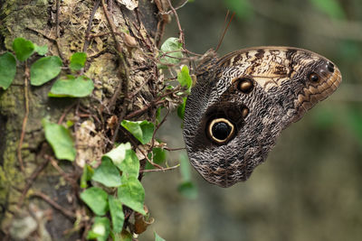 Close-up of butterfly on leaf