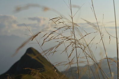 Close-up of stalks in field against sky