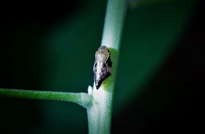 Close-up of insect on leaf against blurred background