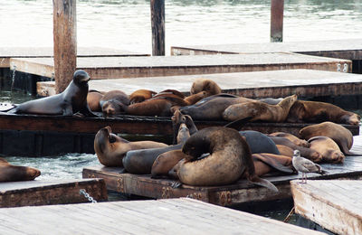 Close-up of sea lions relaxing on pier