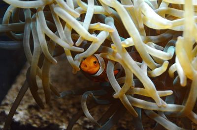 Nemo fish swimming in aquarium 