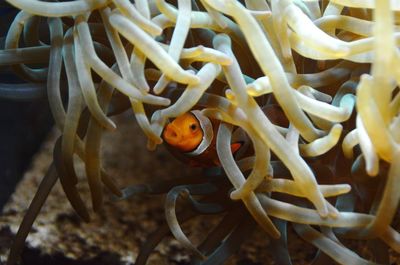 Fish swimming in sea