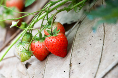 Close-up of strawberry growing on plant