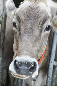 Cow in a stable 