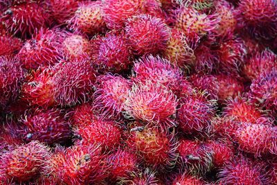 Full frame shot of rambutans