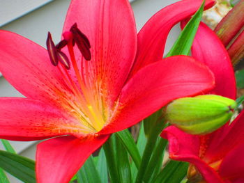 Close-up of red flower