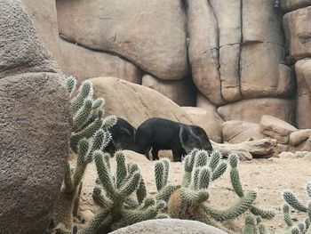 Lizard on rock