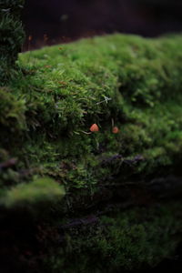 Close-up of mushrooms growing on field