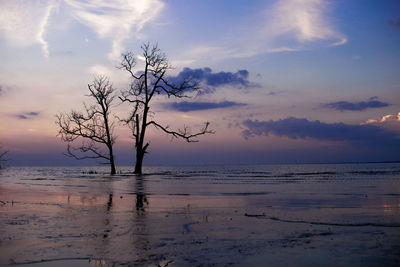 Silhouette bare tree on beach against sky during sunset