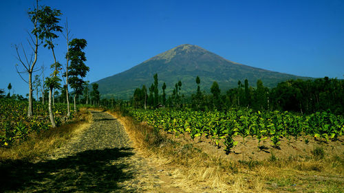 Road amidst field against clear sky