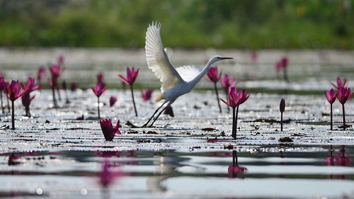 Bird flying over lake