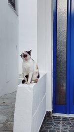 Cat looking through window