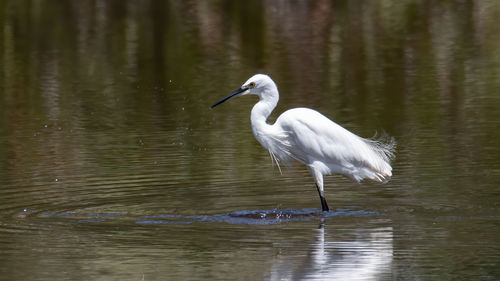 White heron in lake