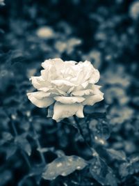 Close-up of white rose blooming outdoors