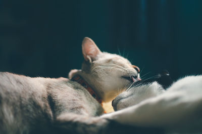 Close-up of cat sleeping