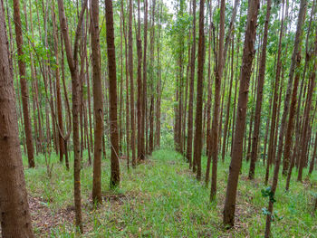 Trees in forest