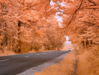 Empty road amidst trees