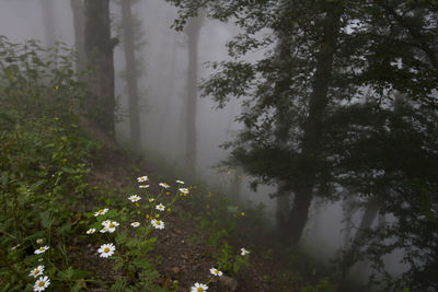 Scenic view of forest