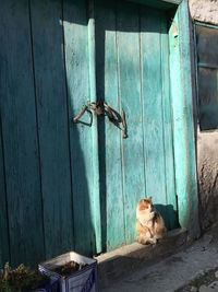 Cat resting in a house