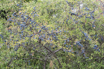 Low angle view of flowering tree in forest