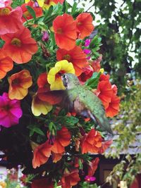 Close-up of bird perching on tree