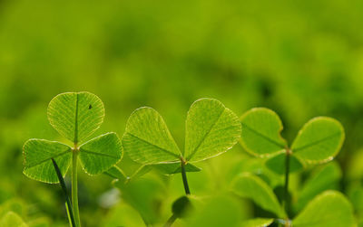 Close-up of clovers growing on field