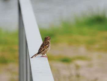 Close-up of bird perching on a railing