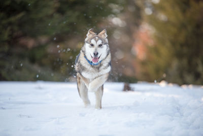 Portrait of dog running on snow covered field