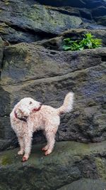 High angle view of dog on rock