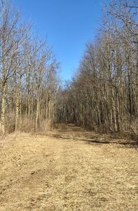 Bare trees in forest against clear sky