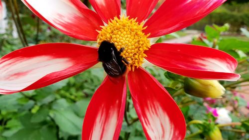 Close-up of bee pollinating on red flower