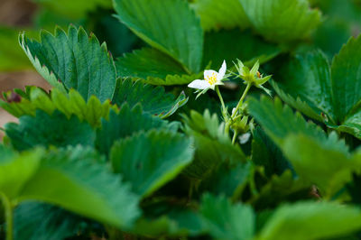 Close-up of flowering plant