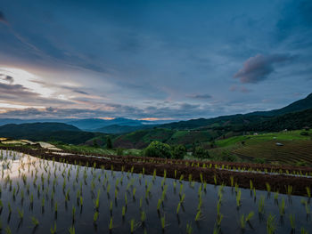 Scenic view of agricultural field against sky