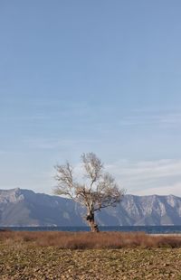 Tree on field by mountain against sky