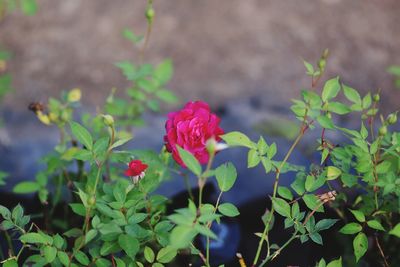 Close-up of red flowering plant