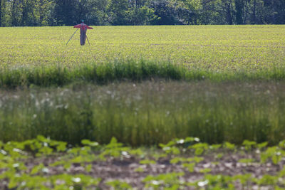 Scarecrow in a cultivated field