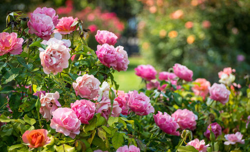 Close-up of fresh pink flowers