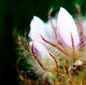 Close-up of white flowers