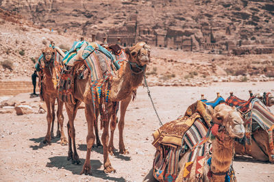 Camels on sand at desert