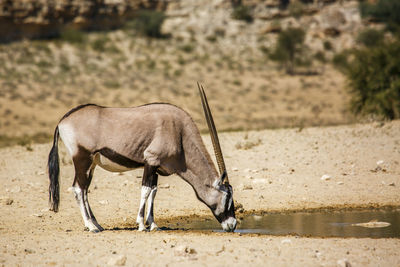 Side view of horse drinking water