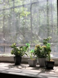 Potted plants on table against window