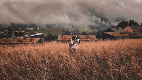 Scenic view of field against sky with great dane