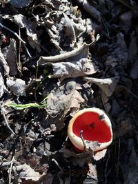 High angle view of mushroom growing on field