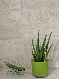 Close-up of potted plant against wall