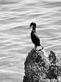 Close-up of bird perching on lake