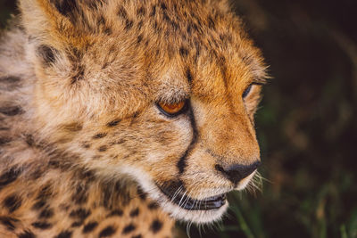 Close-up of cheetah cub