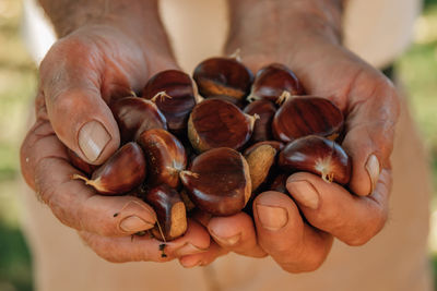 Hands with natural autumn chestnuts