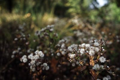 Close-up of white flowering plant on field