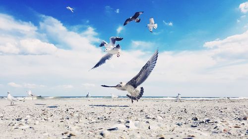 Seagulls flying over beach against sky